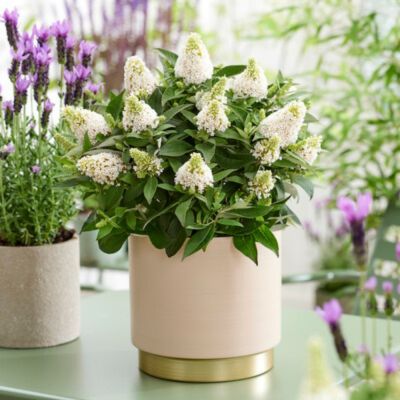 Буддлея Давида Литл Рокстар Уайт - Dolina-Sad.Ru