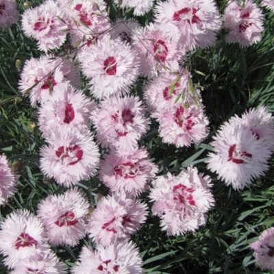 Гвоздика перистая Ине фото