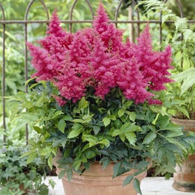 Астильба Арендса Драм энд Басс - Dolina-Sad.Ru