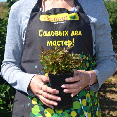 Астильба Арендса Дарвинс Дрим - Dolina-Sad.Ru