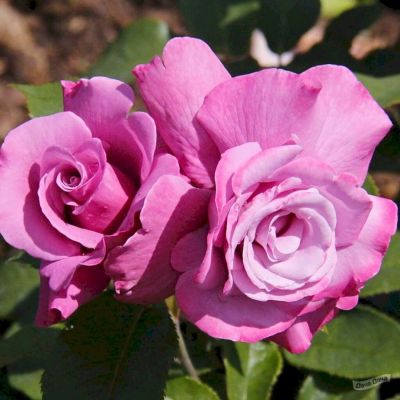 Роза Аметист - Dolina-Sad.Ru