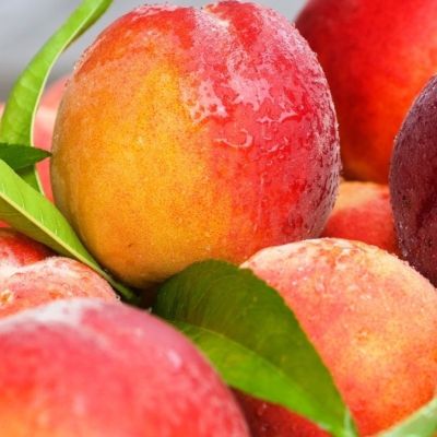 Персик Лола Персик Лола - Dolina-Sad.Ru