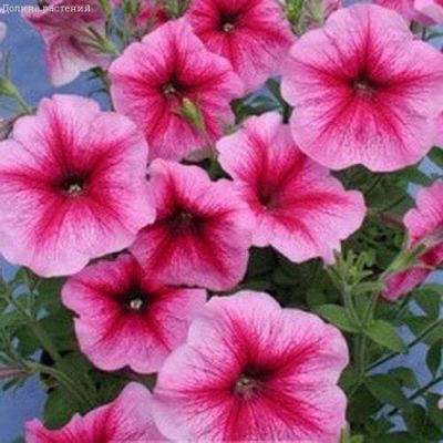 Петуния Мороженое малиновое F1 крупноцв. Петуния Мороженое малиновое F1 крупноцв. фото