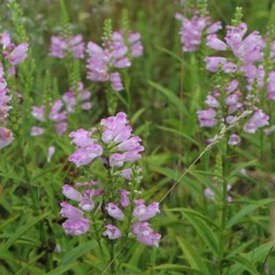 Физостегия виргинская Розеа Физостегия виргинская Розеа - Dolina-Sad.Ru