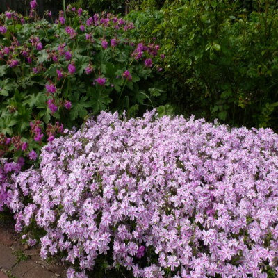 Флокс шиловидный 'Кенди Стрипс' Флокс шиловидный 'Кенди Стрипс' фото
