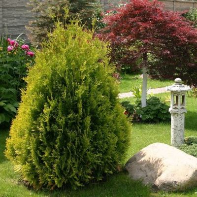 Туя Западная Санкист фото