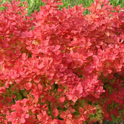 Барбарис тунберга Неон Барбарис тунберга Неон - Dolina-Sad.Ru