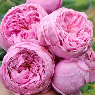 Роза Респберри Коктейль Роза Респберри Коктейль - Dolina-Sad.Ru