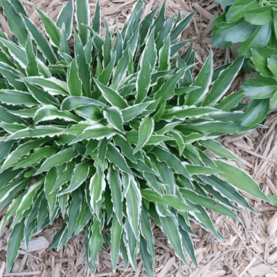 Хоста Стилетто Хоста Стилетто фото