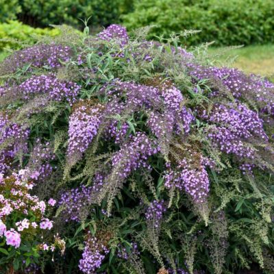 Буддлея Давида Лила Каскад Буддлея Давида Лила Каскад - Dolina-Sad.Ru