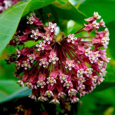 Ваточник Карминно-розовый Ваточник Карминно-розовый фото