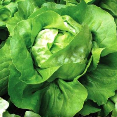 Салат Берлинский Желтый Маслянистый Салат Берлинский Желтый Маслянистый фото