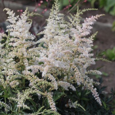 Астильба Дарвинс Сноу Спрайт Астильба Дарвинс Сноу Спрайт - Dolina-Sad.Ru