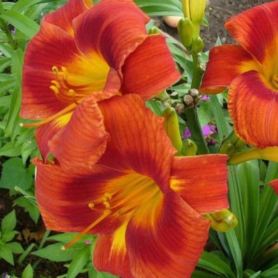 Лилейник Холидэй Делайт - Dolina-Sad.Ru