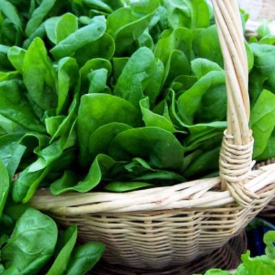 Щавель Чемпион Щавель Чемпион фото