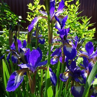 Ирис сетчатый Кларет Ирис сетчатый Кларет - Dolina-Sad.Ru