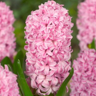 Гиацинт Фондат Гиацинт Фондат фото