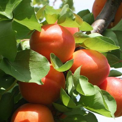 Абрикос Роксана - Dolina-Sad.Ru