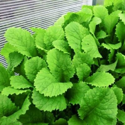 Горчица листовая Прима фото