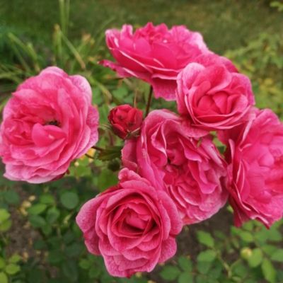 Роза Морден Руби Роза Морден Руби - Dolina-Sad.Ru