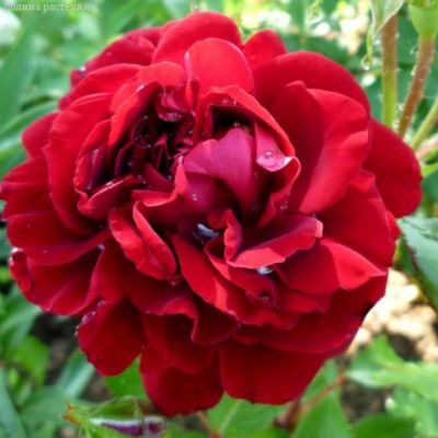 Роза Изабель Ренессанс в горшке - Dolina-Sad.Ru