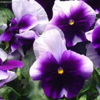 Анютины Глазки Лорд Биконсфилд (Швейцарские гиганты) Анютины Глазки Лорд Биконсфилд (Швейцарские гиганты) фото