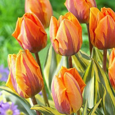 Тюльпан Джолли Принцесс Тюльпан Джолли Принцесс фото