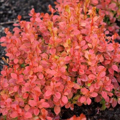 Барбарис тунберга Лютан Руж Барбарис тунберга Лютан Руж - Dolina-Sad.Ru