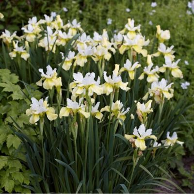 Ирис Баттер энд Шуга - Dolina-Sad.Ru