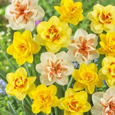 Набор 25 нарциссов махровых Набор 25 нарциссов махровых фото