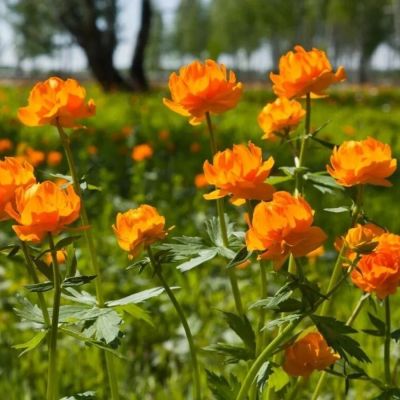 Купальница Оранж Крест - Dolina-Sad.Ru