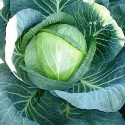 Капуста Белокочанная Галакси F1 (Seminis/Голландия) Капуста Белокочанная Галакси F1 (Seminis/Голландия) фото