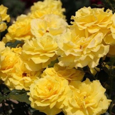 Роза Фрезия Роза Фрезия фото