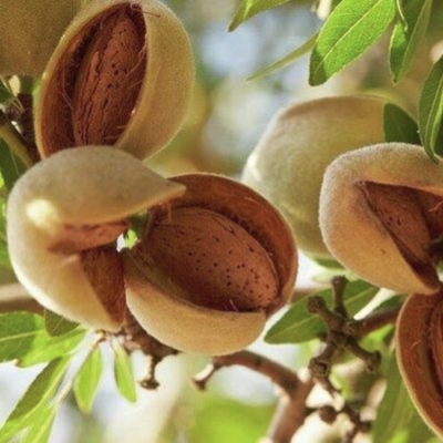 Миндаль Горький Миндаль Горький - Dolina-Sad.Ru