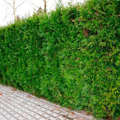 Туя складчатая Кан-Кан, С2 - Dolina-Sad.Ru