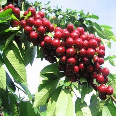 Черешня Валерий Чкалов Черешня Валерий Чкалов фото