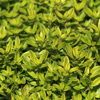 Тимьян лимоннопахнущий Ауреус фото