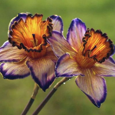 Нарцисс Блю - Dolina-Sad.Ru