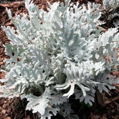 Цинерария приморская Серебряная пыль фото