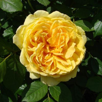 Роза Голд оф Кингс Роза Голд оф Кингс - Dolina-Sad.Ru