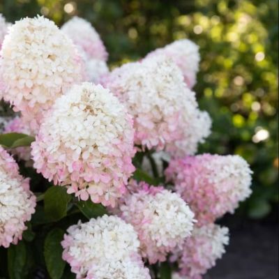 Гортензия метельчатая Расберри Пинк Гортензия метельчатая Расберри Пинк - Dolina-Sad.Ru