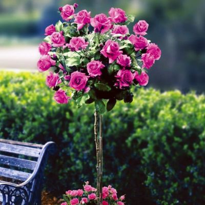 Роза штамбовая Биг Пурпул - Dolina-Sad.Ru