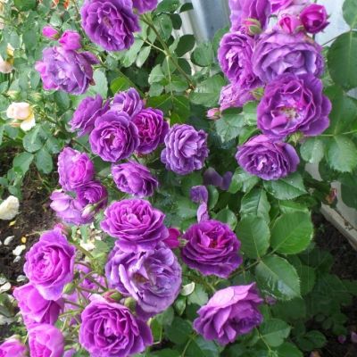 Роза Минерва (В горшке 2л.) фото