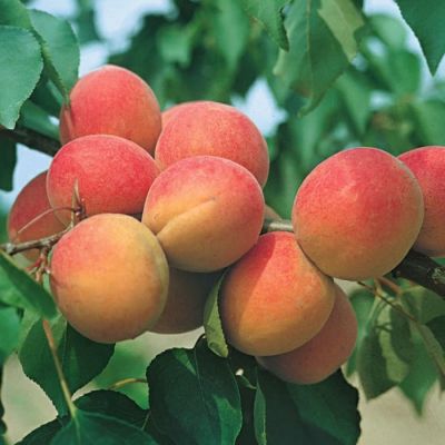 Абрикос Горный Абакан Абрикос Горный Абакан - Dolina-Sad.Ru