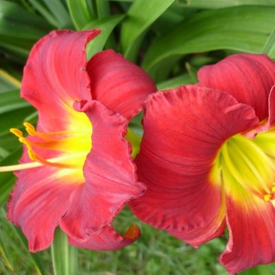 Лилейник Хей Зе (в горшке 1л) фото