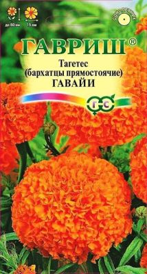 Бархатцы пр. Гавайи Бархатцы пр. Гавайи фото