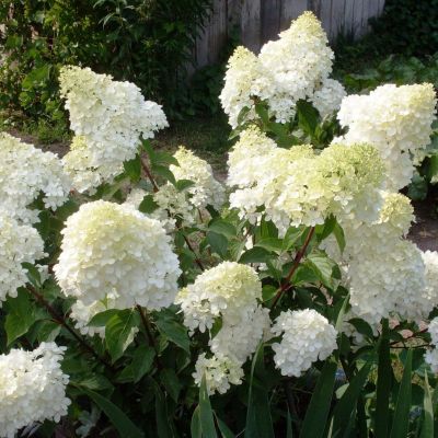 Гортензия метельчатая Диамантино, С3 Гортензия метельчатая Диамантино, С3 - Dolina-Sad.Ru