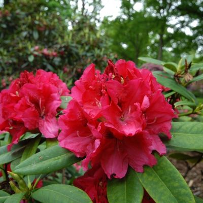 Рододендрон Марианна Фон Вайцзеккер Рододендрон Марианна Фон Вайцзеккер - Dolina-Sad.Ru