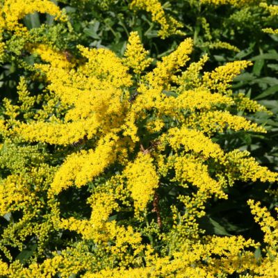 Золотарник Лаурин фото