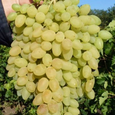 Виноград Нилуфар - Dolina-Sad.Ru